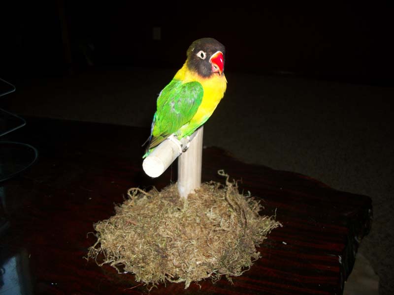 preserved pets: image 4 0f 4 thumb