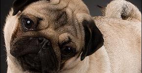 preserved pets: image 4 0f 4 thumb